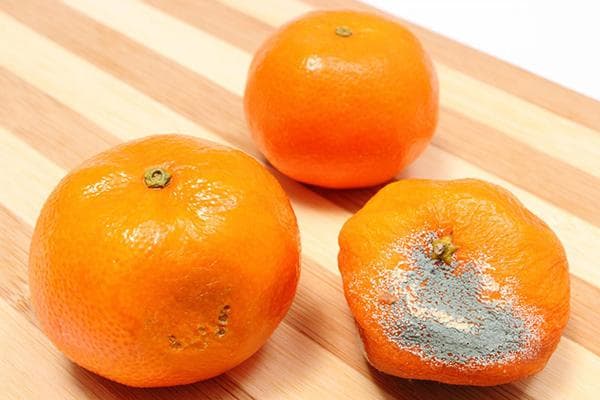 Frische und verdorbene Mandarinen