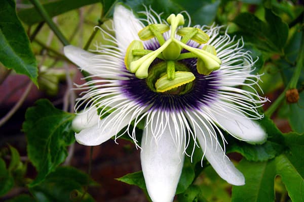 Blüte der Passiflora