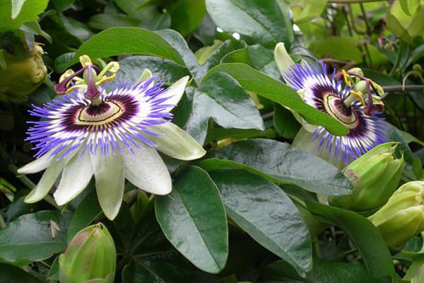 Die Blüte der Passiflora
