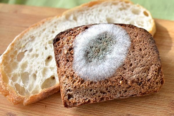 Schimmel auf einem Stück Brot