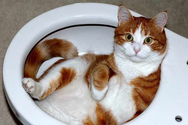Katze in der Toilette