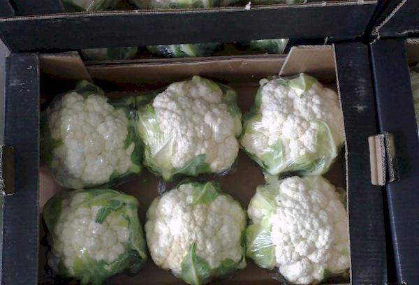Blumenkohl
