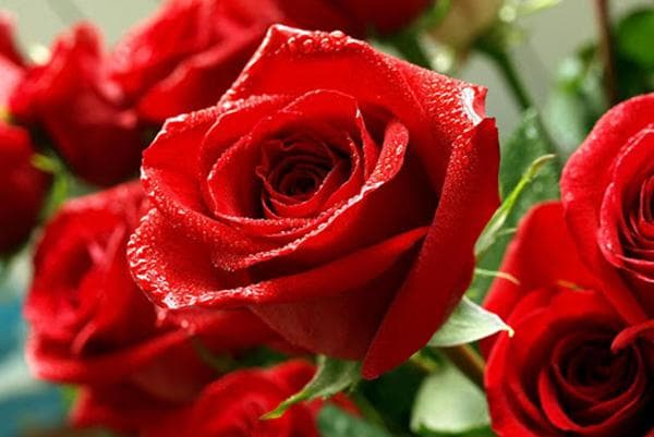 Rote Rosen im Strauß