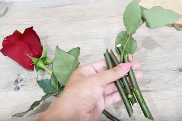 Stecklinge zur Bewurzelung einer Rose aus dem Strauß