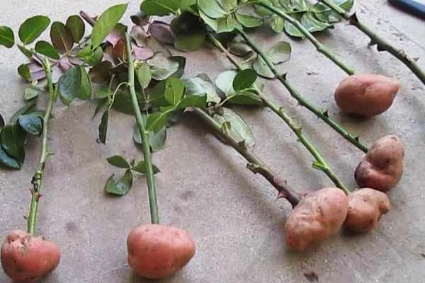 Bewurzelung von Rosenstecklingen in Kartoffeln