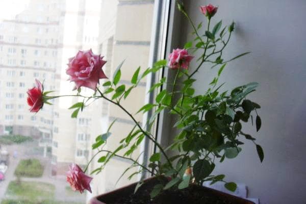 Die Rosenblüte auf der Fensterbank