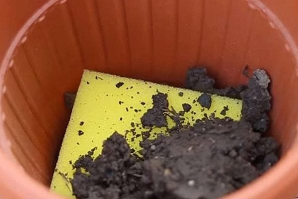 Schwamm als Filter für einen Blumentopf