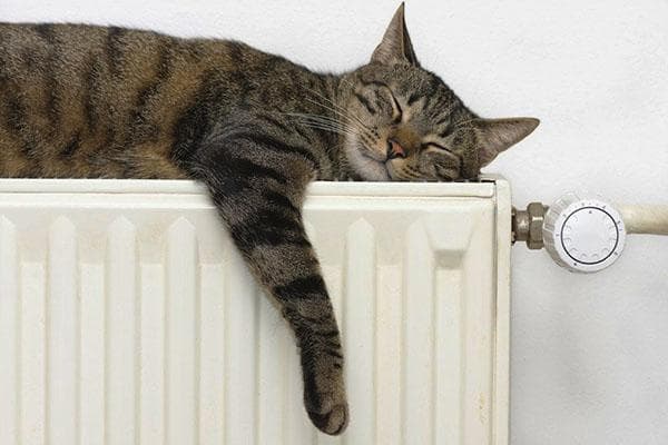 Katze schläft auf dem Heizkörper