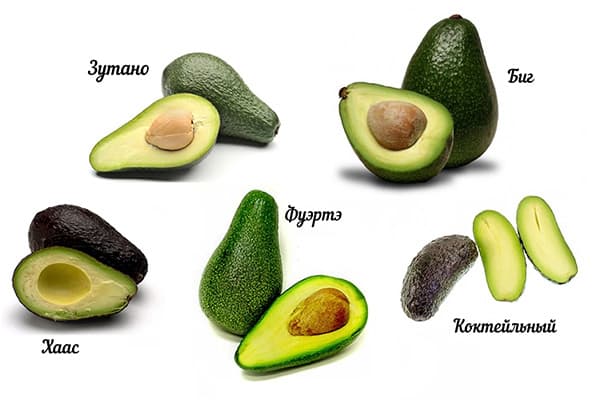Verschiedene Avocadosorten