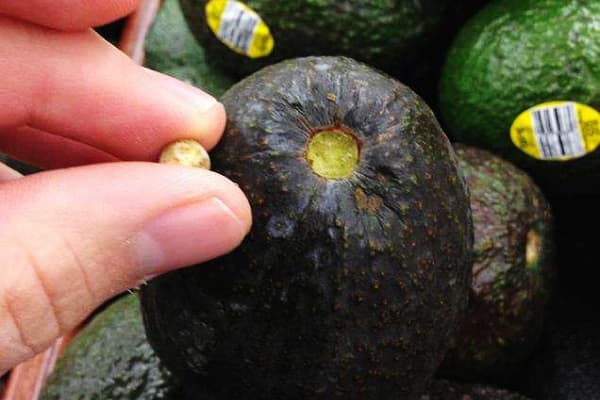 Avocado der Sorte Hass