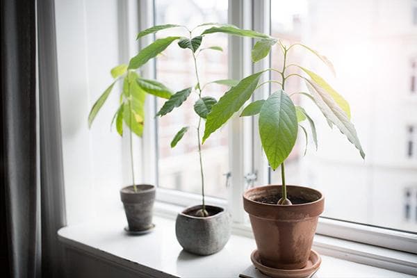 Avocados in Töpfen auf der Fensterbank