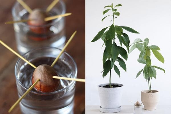 Anbau einer Avocado aus einem Kern