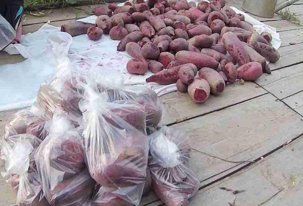 Frische Rote Bete Lagerung in Beuteln