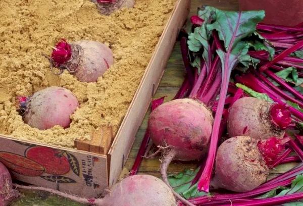 Lagerung von Roter Bete in einer Kiste mit Sand