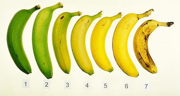 Reifegrade von Bananen