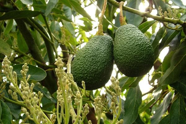 Avocadofrüchte am Baum