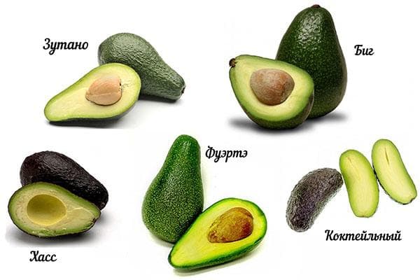 Avocado-Sorten