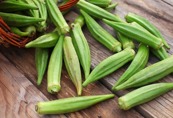 Okra-Pflanze