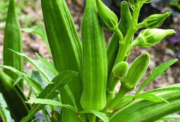 Okra-Gemüse