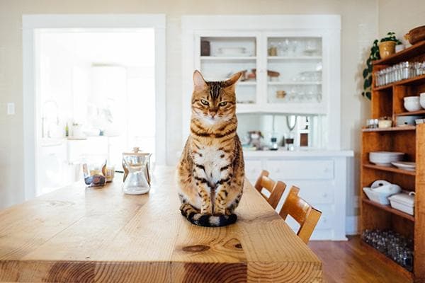 Katze auf einem hölzernen Esstisch