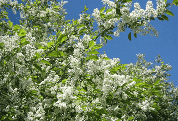 Tscheremucha