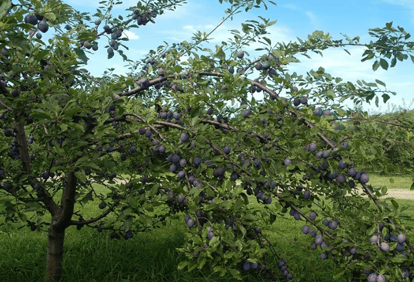 Pflaumenbaum