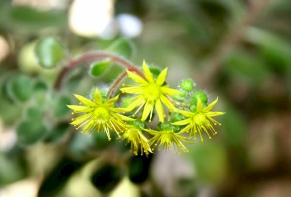 Blüten des Aichryson