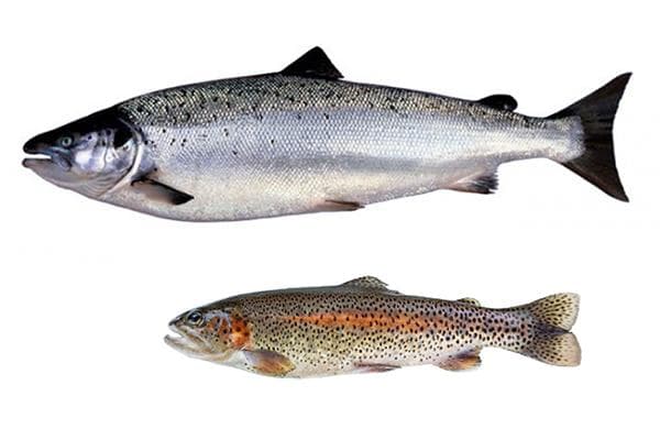 Lachs und Forelle