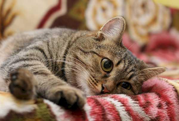 Junge Katze