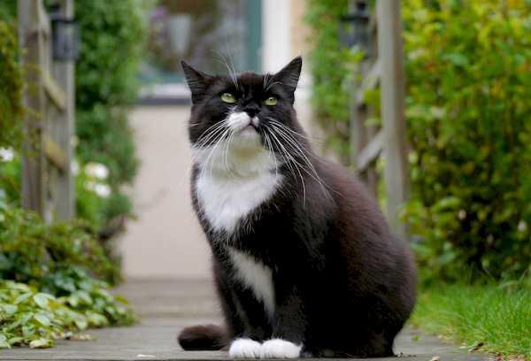 Schöne Katze