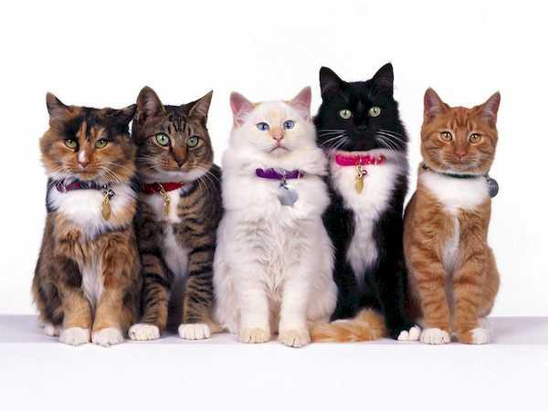 Verschiedene Katzen