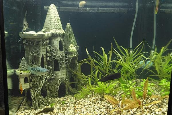 Keramikschloss im Aquarium