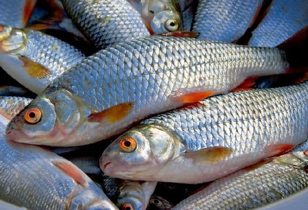 Frischer Fisch
