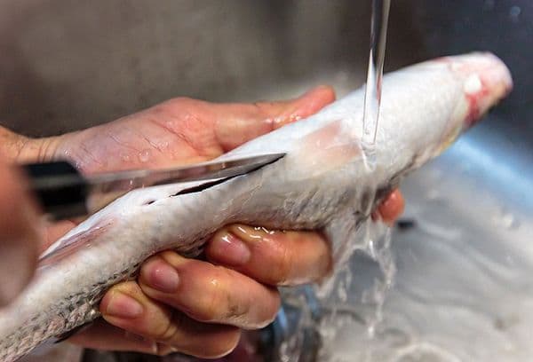 Fisch säubern