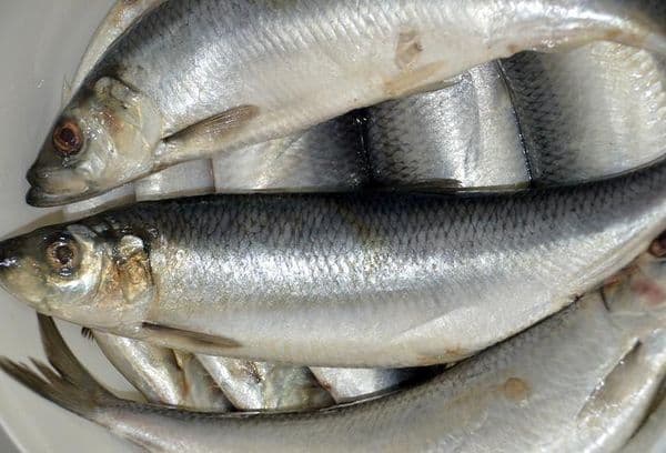 gesalzener Fisch