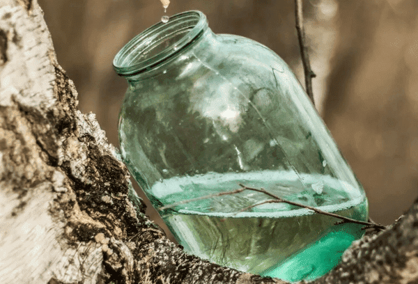 Birkensaftsammlung im Frühling