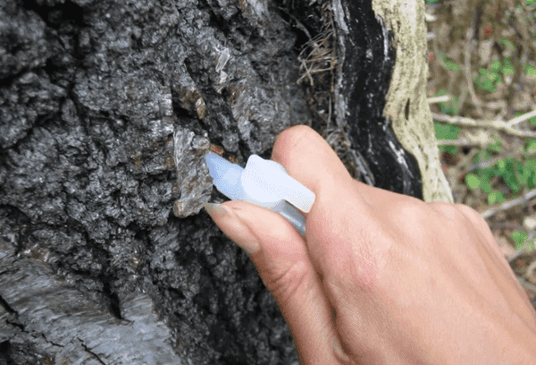 Plastiktrinkhalm zum Sammeln von Saft