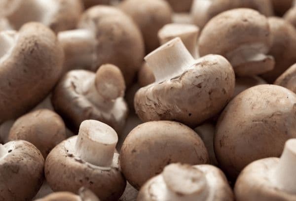 frische Champignons