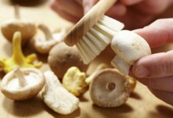 Reinigung der Pilze mit einer Bürste