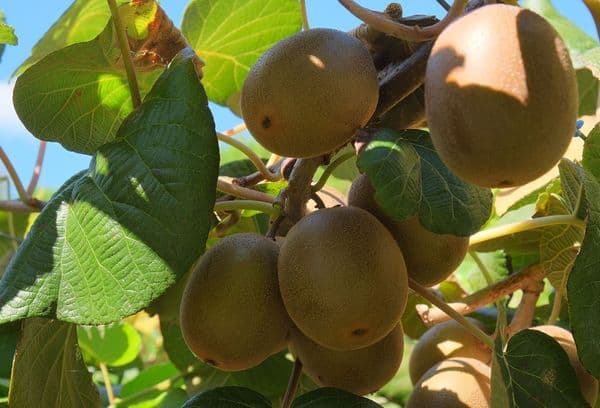 Kiwifrüchte am Baum