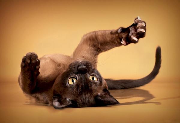 Katze mit Krallen