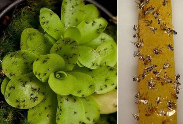 Klebefalle für Trauermücken
