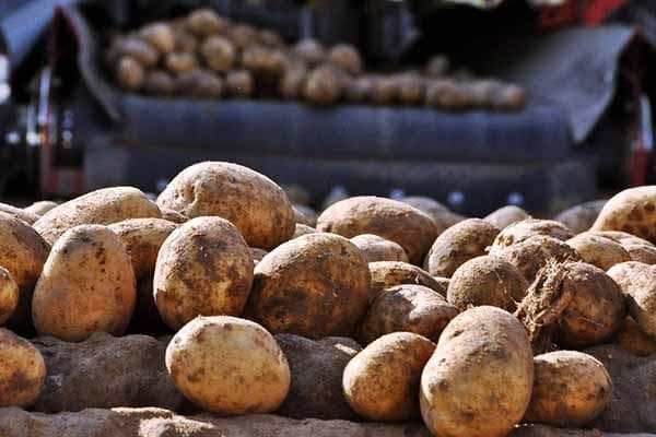 Ungewaschene Kartoffeln