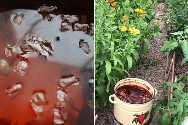 Aufguss aus Zwiebelschalen gegen Schädlinge im Garten