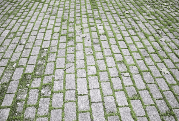 Moos auf Gehwegplatten