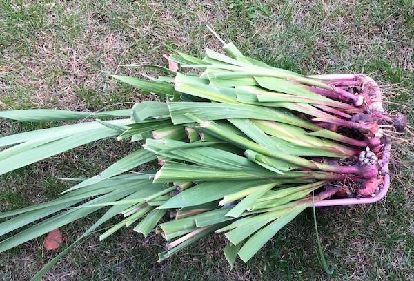 Gladiolenzwiebeln