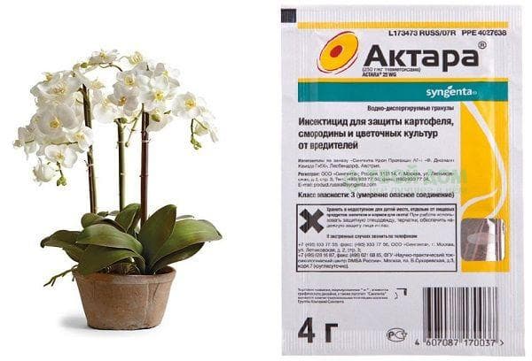 Aktara für Orchideen gegen Trauermücken