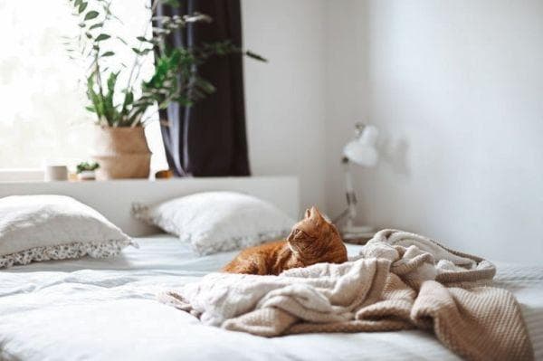 Katze im Bett