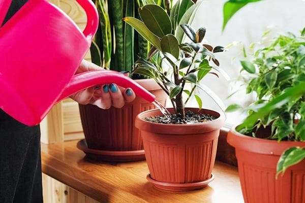 Gießen eines Ficus auf der Fensterbank