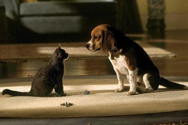 Katze und Hund zu Hause